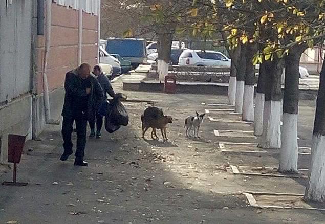 На николаевском вокзале разгуливает стая собак