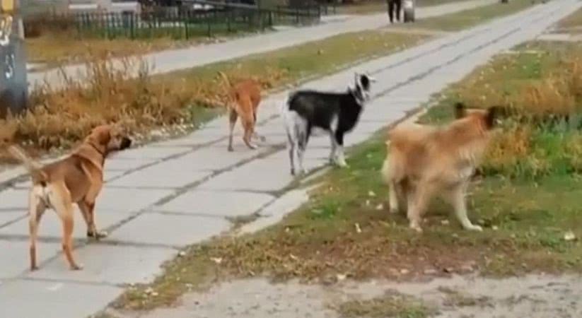 Настоящая банда: козел возглавил стаю собак на Днепропетровщине