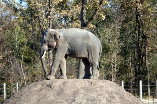 В Николаевский зоопарк едут два азиатских слона Динкар и Шанти