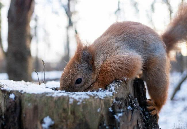 Жителям Николаева можно порадоваться зиме вместе с забавной белочкой (фоторепортаж)