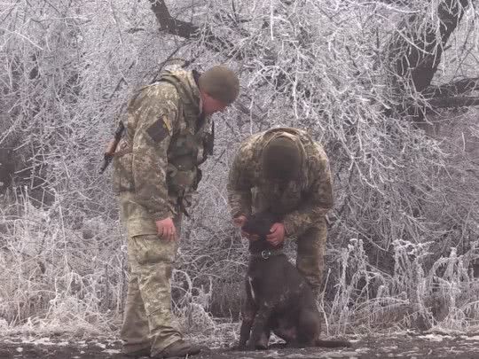 Оперировали 5 часов: военные медики спасли раненого на Донбассе фронтового пса