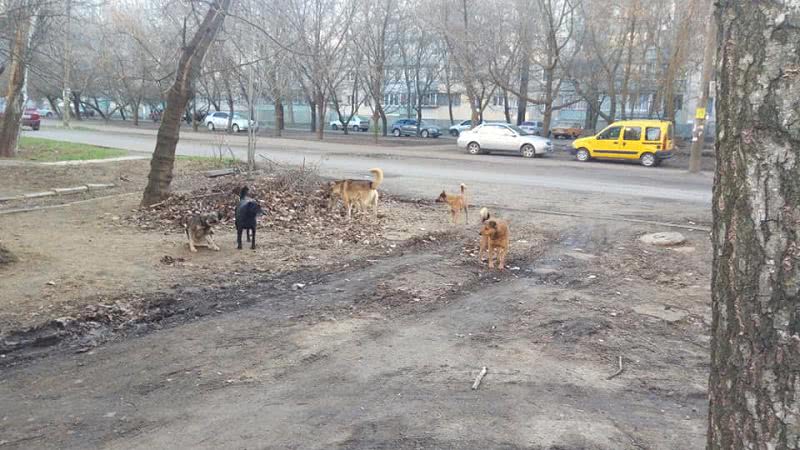 В Николаеве стая агрессивных собак поселилась около детской площадки