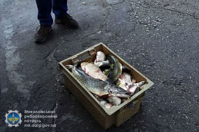 На Николаевщине задержали мужчину, который перевозил 65 кг рыбы без документов