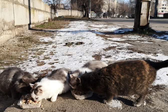 В Запорожье бездомная кошка усыновила котят, потерявших маму — фото