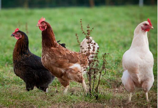 В Польше суд отказался признать домашними животными куриц, которые смотрят телевизор