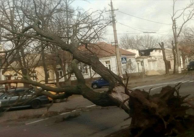 В Николаеве дерево упало на троллейбусные контактные провода