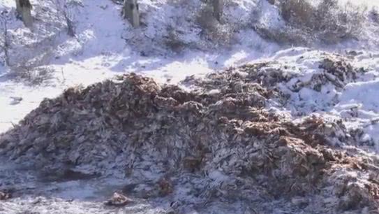 На Днепропетровщине неизвестные высыпали из грузовика 2 тонны мертвых кур