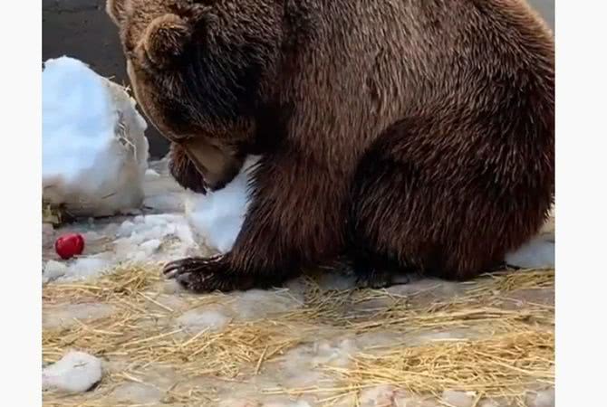 В мелитопольском зоопарке медведь Балу напал на снеговика и решил его съесть — видео