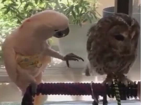 Появилось видео, которое рассмешило всех: «влюбленный» попугай трогает сову