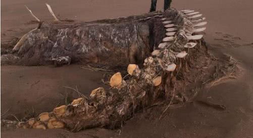 В Шотландии нашли гигантский скелет неизвестного существа