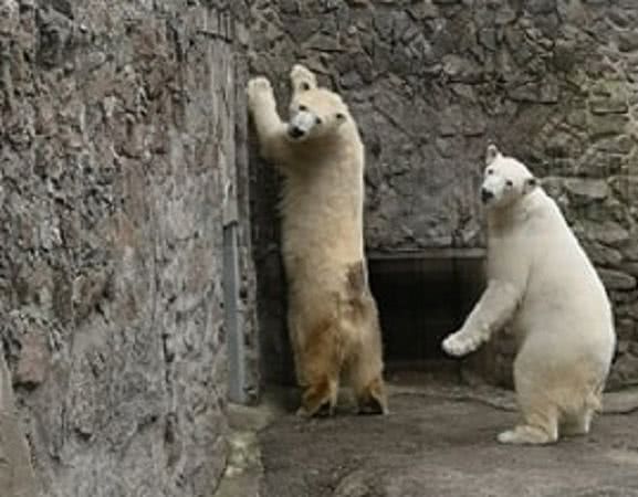 Николаевский зоопарк является единственным в Украине, где содержится редкий вид белого медведя