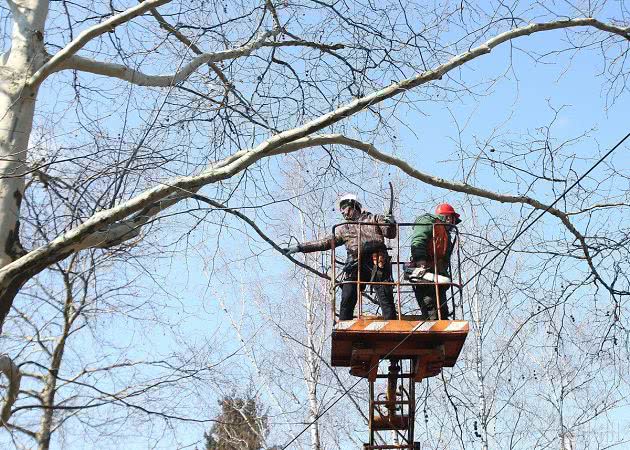 В Николаеве планируют потратить свыше 6 миллионов гривен на обрезку деревьев и корчевание пней