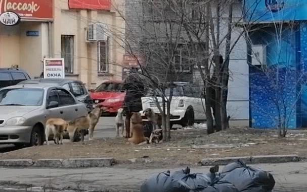 В Николаеве подкармливают бездомных собак