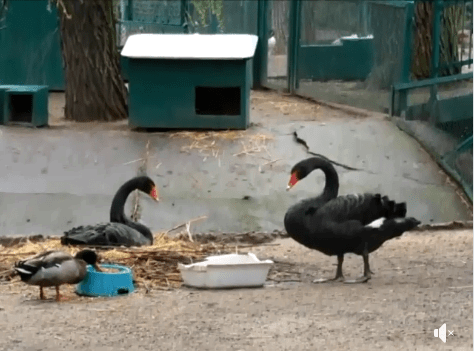 В Николаевском зоопарке поселилась пара черных лебедей: видео