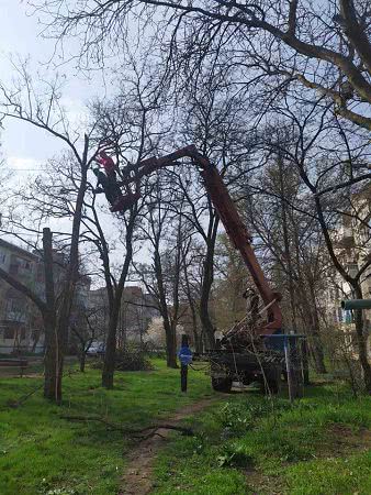 У Миколаєві ведуться роботи з санітарної обрізки дерев по вулиці Космонавтів