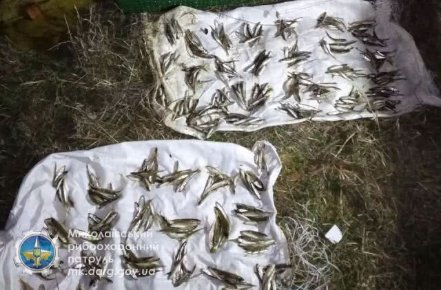На Днепро-Бугском лимане задержали двух браконьеров, которые ловили рыбу неводом