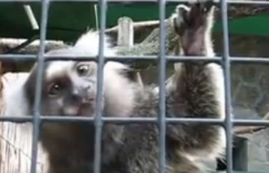 В Николаевском зоопарке показали игривых обезьянок