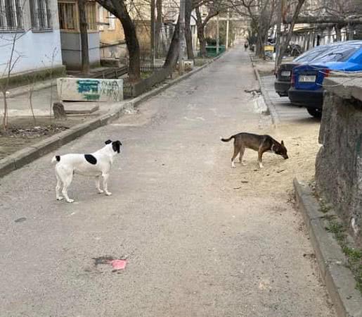 В Николаеве беспризорные собаки бросаются на людей