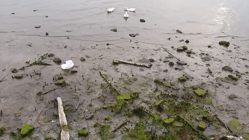 На Ингуле в Николаеве тишина, отлив и белые утки: фото