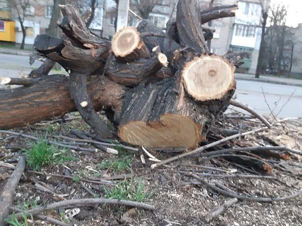 В городе Николаевской области дважды кронировали деревья: обрезали, оставив пни — фото