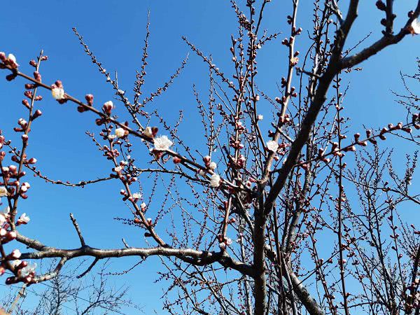 В разных районах Николаевской области зацвели цветы и деревья: фото