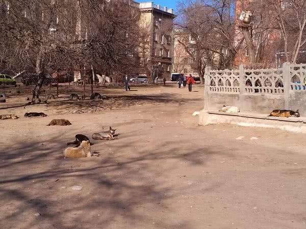 Большая стая собак оккупировала территорию возле детского сада в центре Николаева