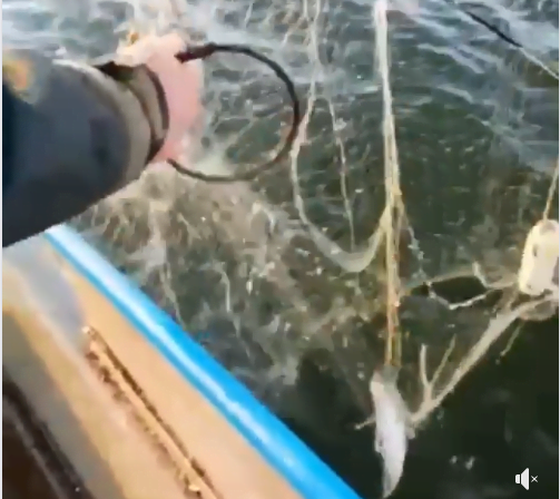 На Бугском лимане Николаевской области браконьеры выставили сети и поймали краснокнижную рыбу — видео