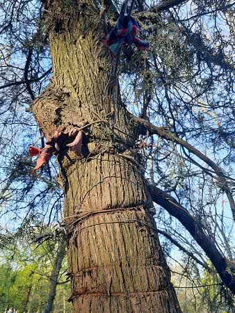 В Николаеве погибает туевая аллея: продавцы рынка обмотали стволы деревьев проволокой