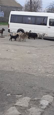 В Николаеве микрорайон атакует стая собак