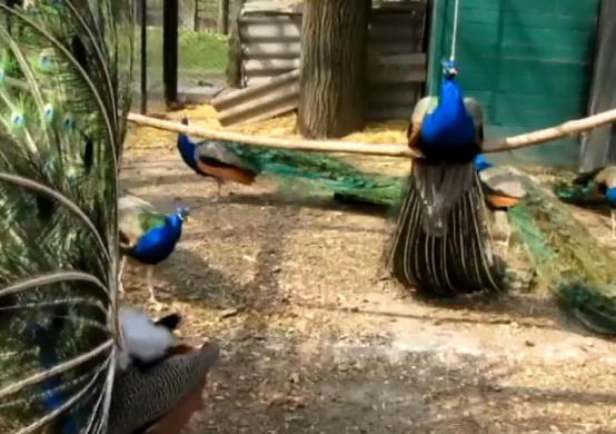 В Николаевском зоопарке есть красивые птицы — видео