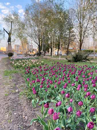 В Николаеве тюльпаны украшают клумбы и парки города: фото