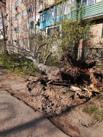 В Николаеве упало дерево, ветки упираются в окна многоэтажки