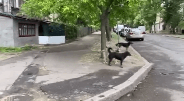 В центре Николаева разгуливает стая собак — видео