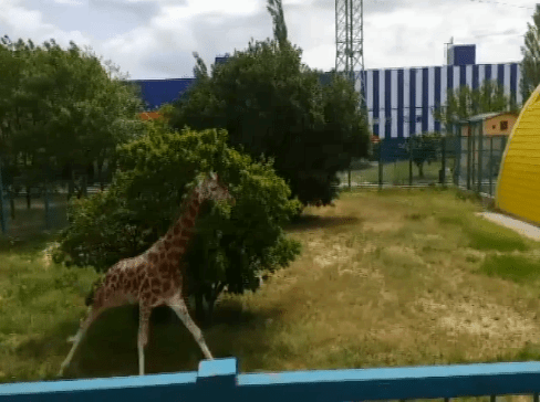 В Николаевском зоопарке жирафа вывели на прогулку — видео