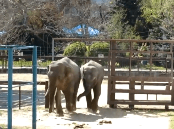 В Николаевском зоопарке слоны вдвоём играют и дерутся — видео