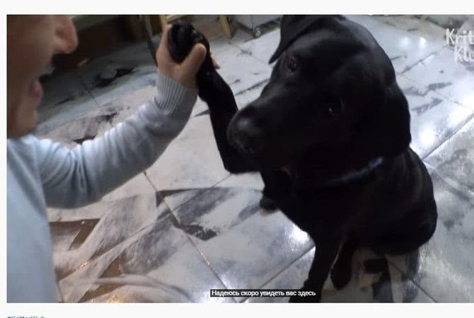 Собака приносит парикмахеру инструменты и еду — видео