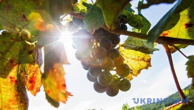 Николаевские виноградари в этом году планируют собрать неплохой урожай