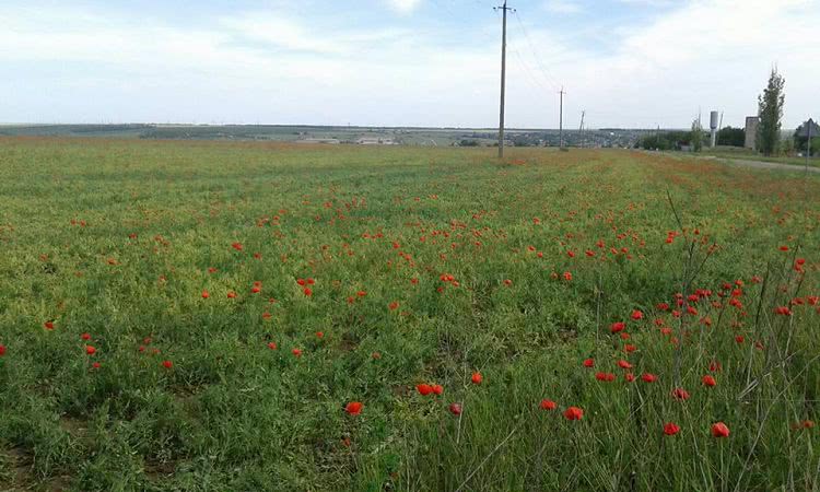 Под Николаевом на фермерском поле вместе с горохом вырос мак