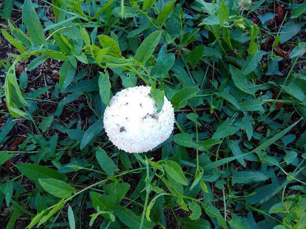 В парке Николаева появились грибы, но вредные