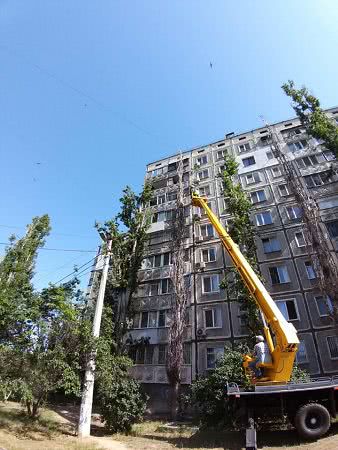 В Николаеве срезали тополя, которые мешали жителям многоэтажки