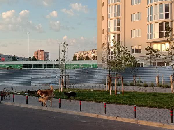 В Николаеве на территории нового жилого комплекса развелось много собак — фото