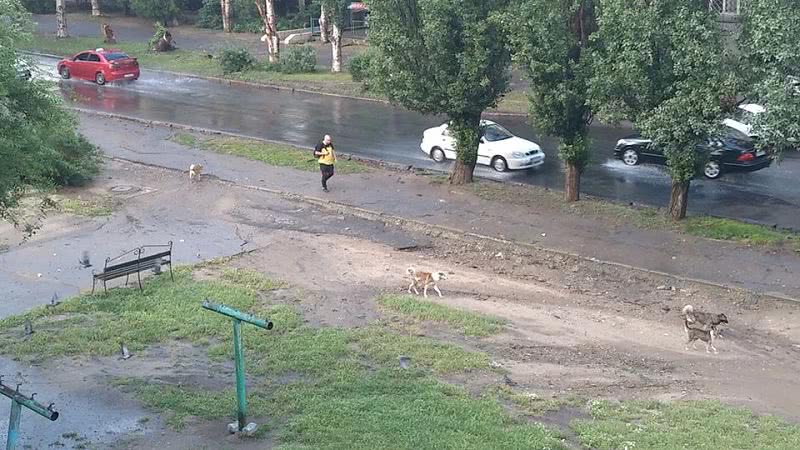 В Николаеве бродячие собаки напали на человека, который выгуливал своего пса — видео