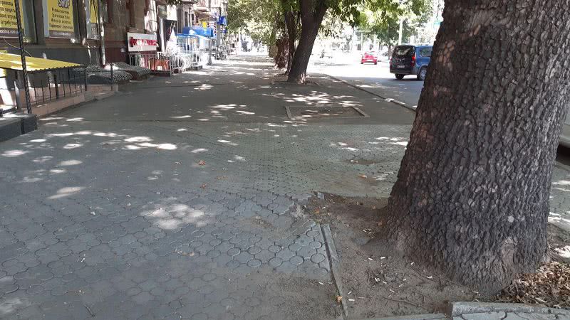Корни дерева подняли тротуарную плитку в центре Николаева — фото