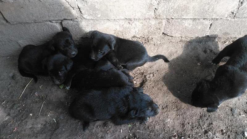 В Николаеве подбросили маленьких щенков под забор жилого дома