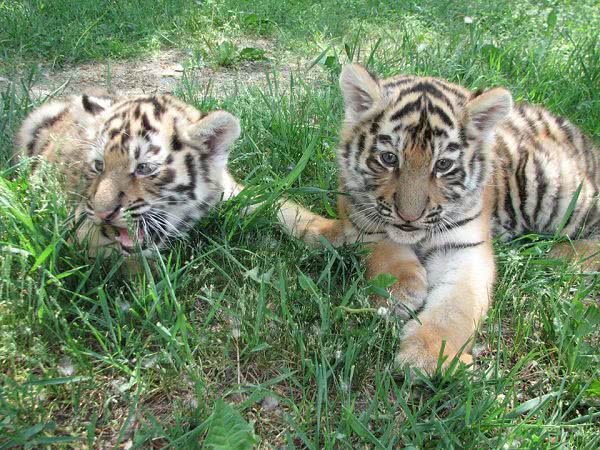 В Николаевском зоопарке тигры содержатся с 1978 года