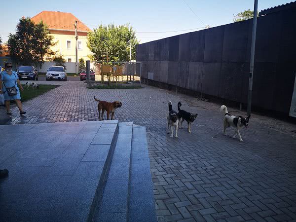 Бродячие собаки оккупировали территорию возле супермаркета в Николаеве — фото