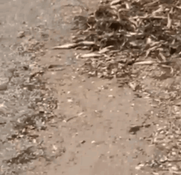 На Николаевщине зафиксировано масштабное удушье рыбы в лимане — видео
