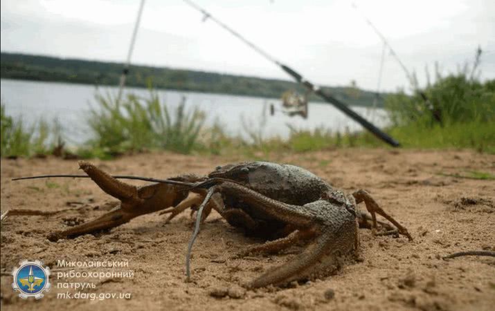 С 10 августа по 15 сентября в водоемах Николаевской области устанавливается запрет на лов раков