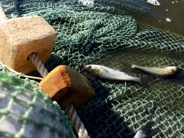 В Южный Буг сегодня заселят около 500 экземпляров рыбы