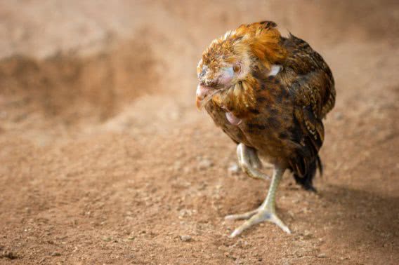 В очаге птичьего гриппа на Николаевщине умертвили 1000 голов домашней птицы